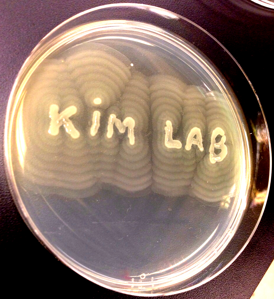 "Bacteria trying to join Kim's lab"